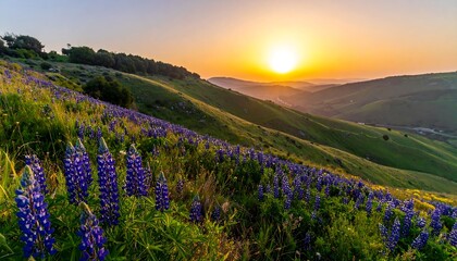 Obraz premium Sunrise over a hillside covered in lupines