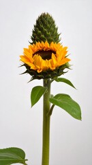 Fototapeta premium A vibrant sunflower, showcasing its bright yellow petals and striking green bud, stands tall against a plain white background.