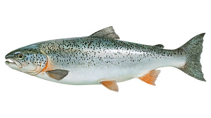 Naklejka premium Full Side View of a Salmon with Realistic Fish Anatomy Details on Transparent Background