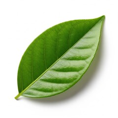 Fototapeta premium A vibrant green leaf with intricate vein patterns rests on a pristine white background, casting a soft shadow, showcasing nature's delicate beauty and perfect symmetry.