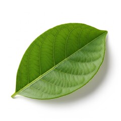 Obraz premium A vibrant green leaf with intricate vein patterns resting on a clean white surface, perfect for symbolizing nature, growth, and freshness .