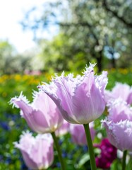 Fototapeta premium Delicate pink tulips in a garden setting
