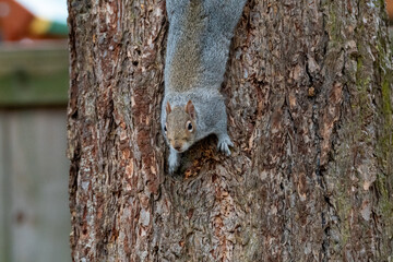 Obraz premium Squirrel Descending Tree Trunk in Backyard Setting