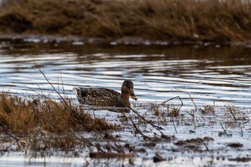 Wild Mallard in Natural Setting with Dry Grass and Water