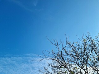 Dry tree cut on top forming a straight line. Copy space for text. Blue sky in the afternoon