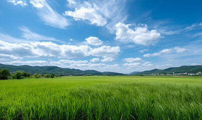 Obraz premium A Lush Green Paddy Field Under a Clear Blue Sky with White Fluffy Clouds on a Bright Sunny Day. generative aI