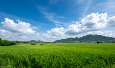 Fototapeta premium A Lush Green Paddy Field Under a Clear Blue Sky with White Fluffy Clouds on a Bright Sunny Day. generative aI