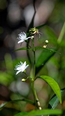 Delicate white flowers with lush green leaves