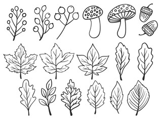 Set of hand drawn autumn doodles including leaves, mushroom, berries, acorn. Doodle fall dry leaves.