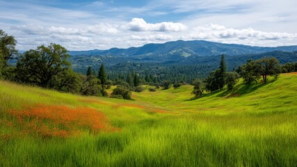 Obraz premium Vibrant meadow green grass wildflower rolling hill valley oak tree pine tree mountain blue sky cloud
