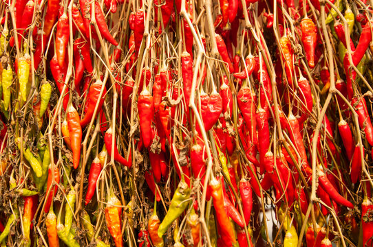 Peppers Hanging to Dry at a Farm Stand in Parkdale, Oregon