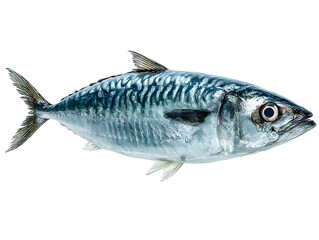 Fototapeta premium A single fresh mackerel fish displays its silver and blue iridescent skin against a plain white background.