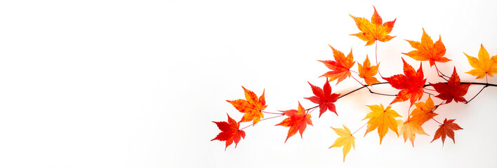 白背景に秋の色づいた紅葉の葉　generative ai