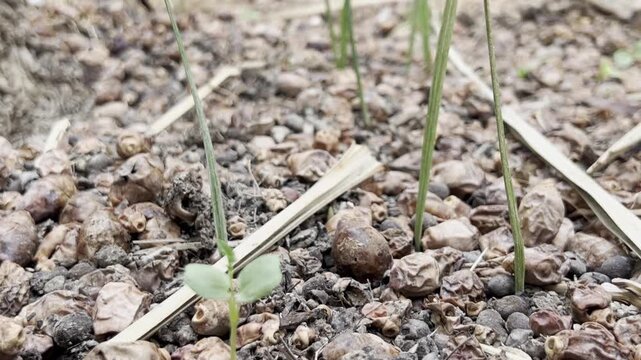 Date palm tree ground with fallen seeds and dry leaves, natural agriculture background in 4K UHD