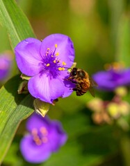 A honeybee sips nectar from a vibrant purple wildflower, showcasing close-up detail and soft bokeh backgrounds.