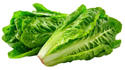 Fresh and Green Romaine Lettuce: Freshly harvested romaine lettuce, boasting vibrant green leaves and crisp texture, is showcased, perfect for health-conscious choices and culinary creativity.