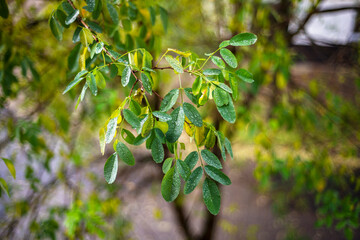 Raindrops on fresh green leaves with soft bokeh background