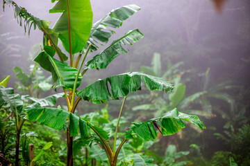 Close-up of natural atmosphere background with various trees growing along the edge of the mountain, bananas, moss ferns along the natural waterfall and cool breeze blowing through.