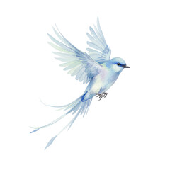 Fototapeta premium Blue bird in flight with long tail feathers isolated PNG with Transparent Background