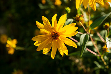  Bright yellow wildflower in sunlight with soft bokeh