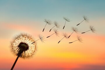 Dandelion seed head at sunset.  Silhouette of seeds floating on vibrant sunset sky