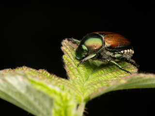 Close Up of a Japanese Beetle on a Light Green Leaf
