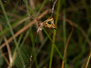 Arrow-shaped Orbweaver Micrathena Spider Repairing Its Web