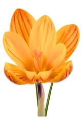 Obraz premium Single blooming orange and red striped crocus spring flower isolated on a transparent background