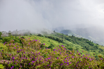 Obraz premium Panoramic view of the natural atmosphere of mountains, trees, pine trees, green plants growing along the water sources along the stream.