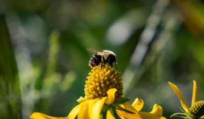 bee on yellow flower fluffy
