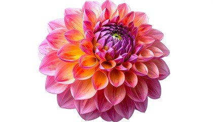Close-up of a vibrant dahlia