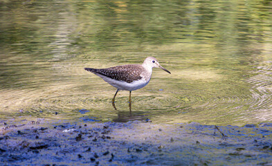 plover killdeer river water