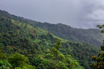 Panoramic view of the natural atmosphere of mountains, trees, pine trees, green plants growing along the water sources along the stream.
