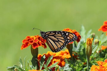 butterfly on flower