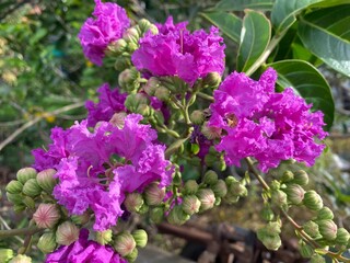 beautiful Lagerstroemia floribunda flowers in the garden