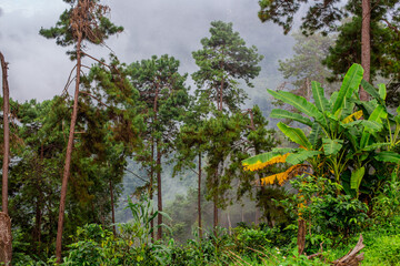 Panoramic view of the natural atmosphere of mountains, trees, pine trees, green plants growing along the water sources along the stream.