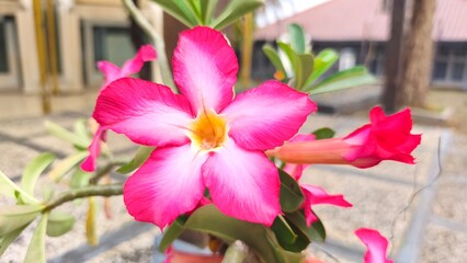 Desert rose, adenium obesum flower, beautiful with blured background