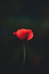 Obraz premium red poppy on a black background