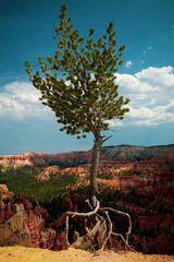 lonely tree in the desert