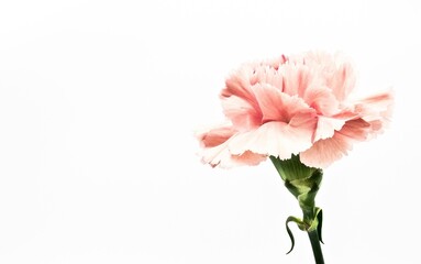 pink carnation flowers on white
