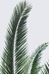 palm tree leaves
