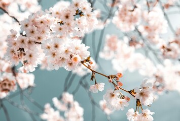 blooming cherry tree in spring