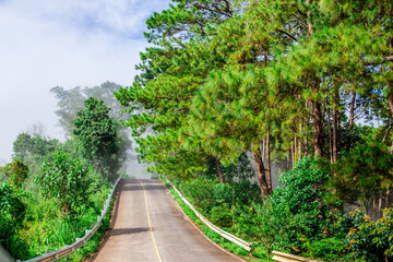 Panoramic view of the natural atmosphere of mountains, trees, pine trees, green plants growing along the water sources along the stream.