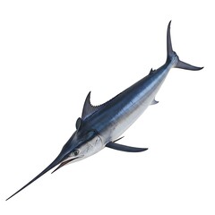 Fototapeta premium Realistic full body illustration of a magnificent swordfish, a large pelagic predator, isolated against a stark white background