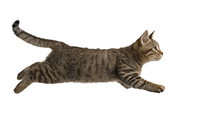 Fototapeta premium Cat chasing butterfly isolated on white background
