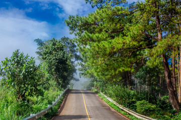 Panoramic view of the natural atmosphere of mountains, trees, pine trees, green plants growing along the water sources along the stream.