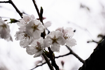 雨に濡れた桜の花