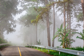 Panoramic view of the natural atmosphere of mountains, trees, pine trees, green plants growing along the water sources along the stream.