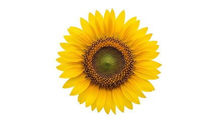 Fototapeta premium A vibrant sunflower displays its bright yellow petals against a pure white background.
