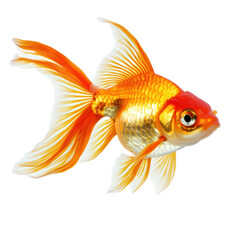 Goldfish floating Suspended in the water, gently drifting with the current. full length isolate on transparent background